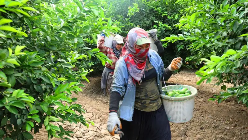 Market Fiyatları Şok Etmeye Devam Ediyor: Kilosu 150 Lirayı Aştı!