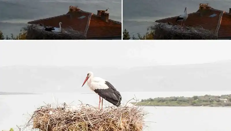 Yaren Leylek, Depremin Gelmesini Sezerek Hayat Kurtardı!