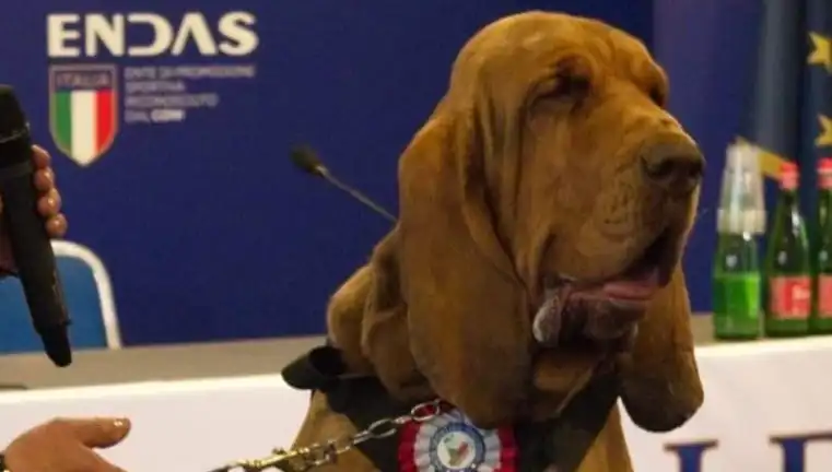 Arama Köpeğine Çivili Sosisle Yaklaşan Tehlike: Suikast mı Gerçekleşti?