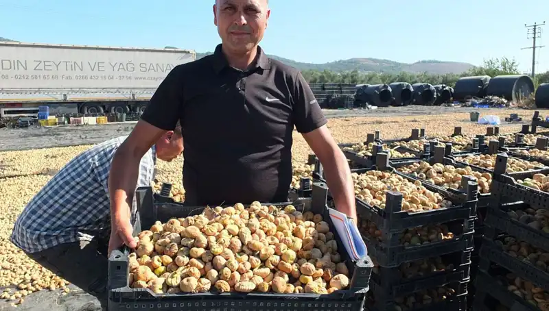 Balıkesir'de Hasat Dönemi: Geleneksel Lezzetler Çin ve Rusya Pazarında