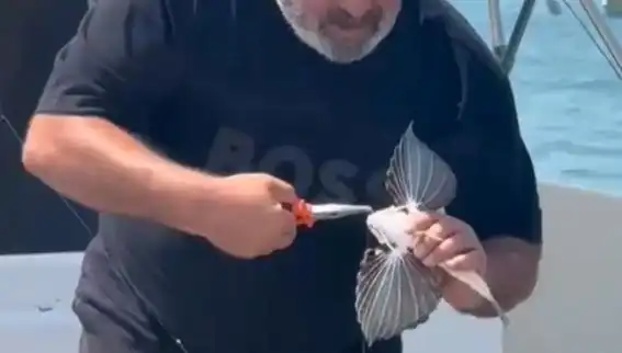 Saros Koyu'nda Nadir Kırlangıç Balığı Oltaya Takıldı: Balıkçıların Şansı Artıyor