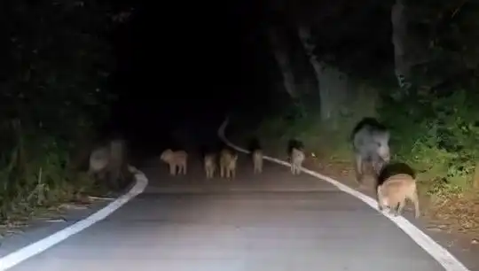 Elazığ'da Domuz Sürüsünün Yola İnmesi Şehri Sarstı!