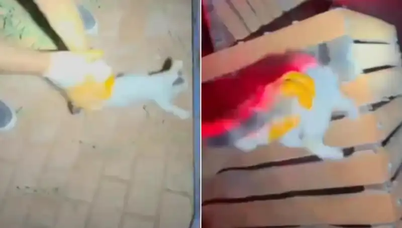 Gece Yarısı İtfaiye Ekipleri Kedisini Kurtarmak İçin Seferber Oldu