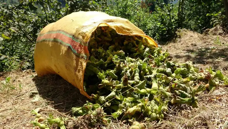 Giresun'da Beklenen Fındık Hasadı Başladı: Tüm Detaylar ve Trendler