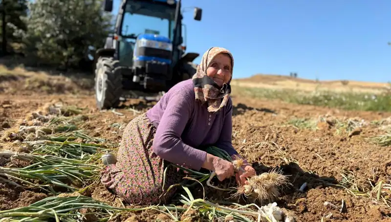 Selenyum Zengini Ürün Türkiye’de: Tarla Fiyatları Yükselirken Dikkat Çekiyor