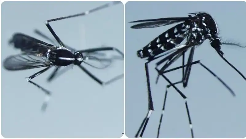 Chikungunya Virüsü Hakkında Her Şey: Belirtileri ve Yayılma Alanları