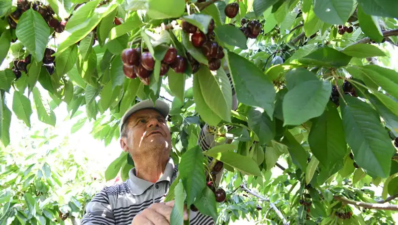 Lapseki Devrinin Çay Bardağını Aşan Devasa Sebzesi!